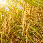 Hybrid Rice