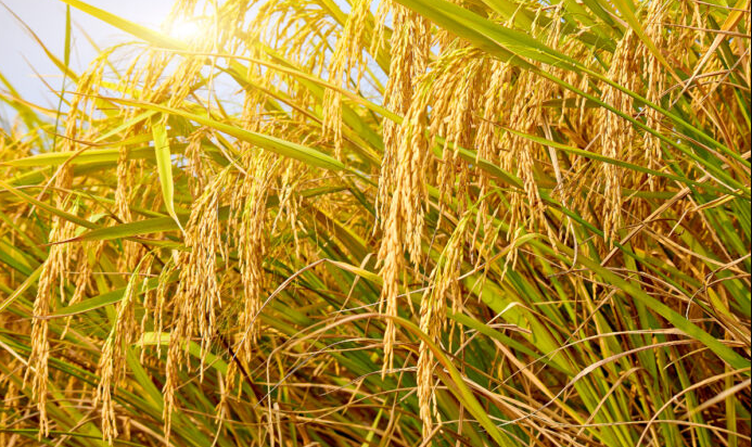 Hybrid Rice
