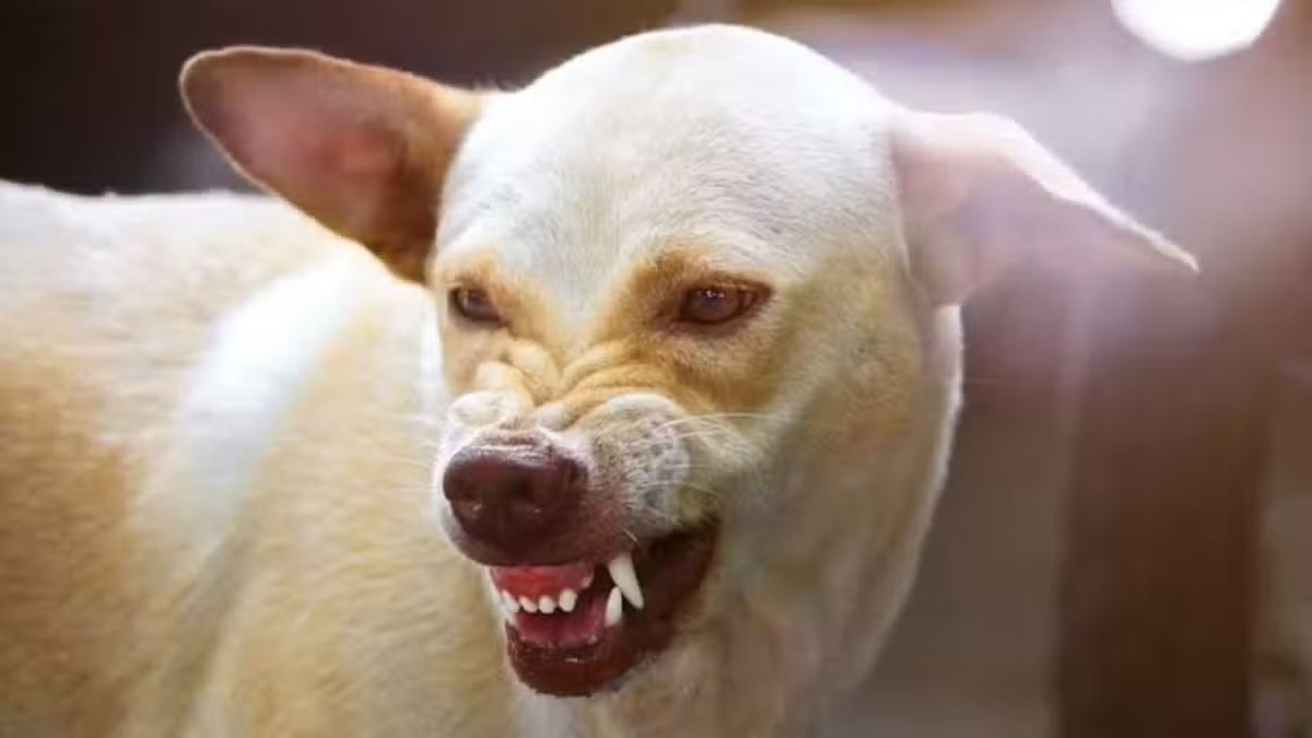 Karachi Mayor Calls for Stronger Measures to Control Stray Dog Attacks